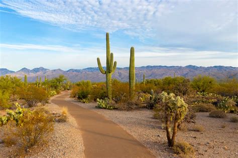 Saguaro national park weather. Things To Know About Saguaro national park weather. 
